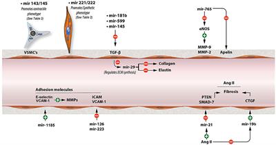 The Role of MicroRNAs in Arterial Stiffness and Arterial Calcification. An Update and Review of the Literature